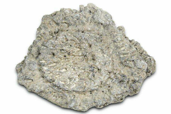 Fossil Glyptodont (Glyptotherium) Bony Armor Osteoderm - Florida #362359